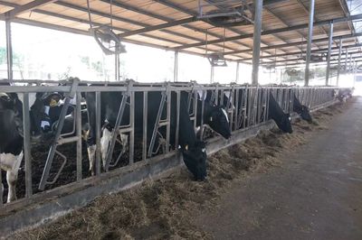 產學結合，雙向賦能 宜昌牛養殖企業調研與畜牧飼料產業發展新思考